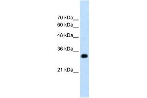 RNF121 antibody used at 1. (RNF121 抗体  (N-Term))