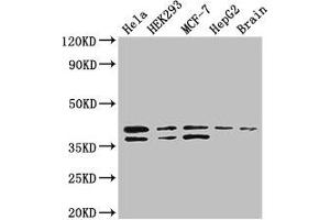 Western Blot Positive WB detected in: Hela whole cell lysate, HEK293 whole cell lysate, MCF-7 whole cell lysate, HepG2 whole cell lysate, Mouse brain tissue All lanes: BUB3 antibody at 3. (BUB3 抗体  (AA 6-217))