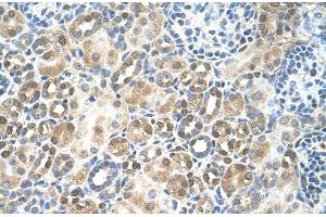 Immunohistochemistry (IHC) image for anti-Replication Factor C (Activator 1) 5, 36.5kDa (RFC5) (N-Term) antibody (ABIN2773876)