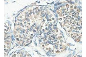 Immunohistochemical analysis of paraffin-embedded human fetal testis showing cytoplasmic staining with ACTL7A polyclonal antibody  at a 1 : 100 dilution. (Actin-Like 7A 抗体  (AA 42-283))