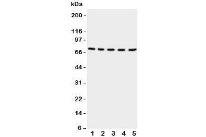 Neuregulin 1 抗体  (C-Term)