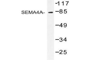 Western blot analysis of SEMA4A Antibody in extracts from COS-7 cells. (Sema4a 抗体)