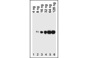 Western blot analysis of lysates from 12tag protein , This demonstrates the His tagged antibody detected the His tagged protein (arrow).