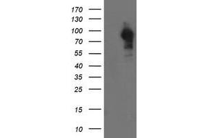 Western Blotting (WB) image for anti-Leucine Rich Repeat Containing 50 (LRRC50) antibody (ABIN1499209) (LRRC50 抗体)