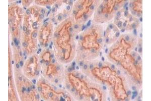 IHC-P analysis of Rat Kidney Tissue, with DAB staining. (CUBN 抗体  (AA 98-207))