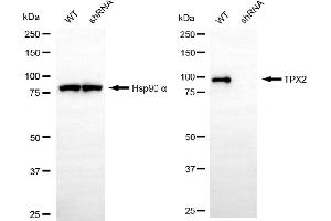anti-TPX2, Microtubule-Associated, Homolog (Xenopus Laevis) (TPX2) antibody