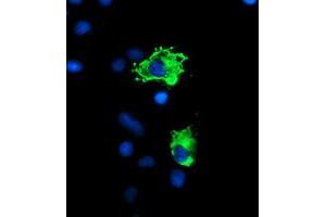 Anti-PPP1R15A mouse monoclonal antibody (ABIN2455567) immunofluorescent staining of COS7 cells transiently transfected by pCMV6-ENTRY PPP1R15A (RC200581). (GADD34 抗体)