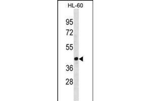 EVX1 Antibody (Center) (ABIN1881327 and ABIN2838387) western blot analysis in HL-60 cell line lysates (35 μg/lane). (EVX1 抗体  (AA 172-200))