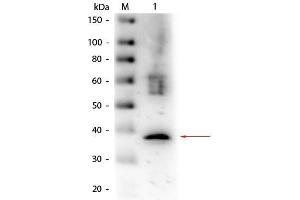 Western Blot of Goat anti-Lactate Dehydrogenase Antibody Biotin Conjugated. (Lactate Dehydrogenase A 抗体  (Biotin))