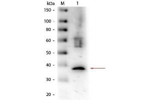 Western Blot of Goat anti-Lactate Dehydrogenase Antibody Biotin Conjugated. (Lactate Dehydrogenase 抗体  (Biotin))