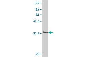 Western Blot detection against Immunogen (31. (EHD3 抗体  (AA 357-406))