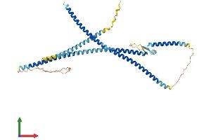 AlphaFold protein structure predicition of Mouse Recombinant Lrrfip2 Protein, UniprotID Q91WK0