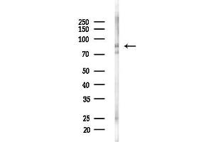 anti-THO Complex 1 (THOC1) (C-Term) antibody
