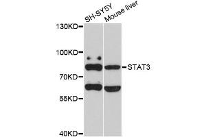 Western blot analysis of extracts of various cell lines, using STAT3 antibody (ABIN5998978) at 1/1000 dilution. (STAT3 抗体)