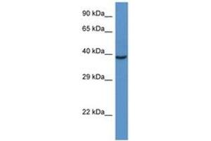 Image no. 1 for anti-RAD51 Homolog D (RAD51D) (C-Term) antibody (ABIN6747399) (RAD51D 抗体  (C-Term))