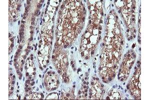 Image no. 2 for anti-Phosphoinositide-3-Kinase, Catalytic, gamma Polypeptide (PIK3CG) antibody (ABIN1500203) (PIK3 gamma 抗体)