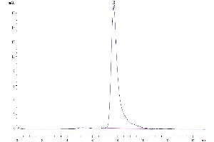 The purity of Human CD38 is greater than 95 % as determined by SEC-HPLC. (CD38 Protein (AA 43-300) (His tag))