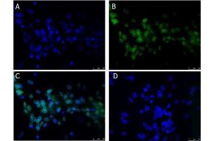 Immunofluorescence Microscopy of Rabbit anti-BCL3 antibody Immunofluorescence Microscopy of Rabbit anti-BCL3 antibody. (BCL3 抗体  (C-Term))
