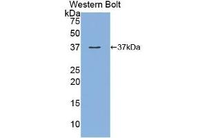 Detection of Recombinant MEP1a, Human using Polyclonal Antibody to Meprin A Alpha (MEP1a) (MEP1A 抗体  (AA 213-506))