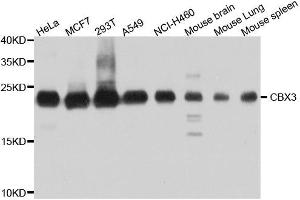 Western blot analysis of extracts of various cell lines, using CBX3 antibody. (CBX3 抗体  (AA 1-183))