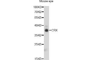 Western blot analysis of extracts of mouse eye, using CRX antibody (ABIN2562021) at 1:1000 dilution. (CRX 抗体)