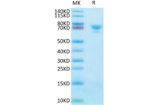 Mesothelin Protein (MSLN) (Fc-Avi Tag,Biotin)