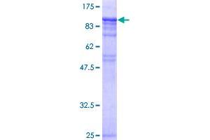 HSF1 Protein (AA 1-529) (GST tag)