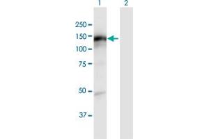 Western Blot analysis of KIAA1199 expression in transfected 293T cell line by KIAA1199 MaxPab polyclonal antibody. (CEMIP 抗体  (AA 1-992))