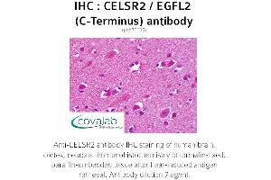Image no. 2 for anti-Cadherin EGF LAG Seven Pass G-Type Receptor 2 (CELSR2) (C-Term) antibody (ABIN1732969) (CELSR2 抗体  (C-Term))
