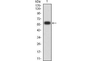 Western blot analysis using CD172G mAb against human CD172G (AA: extra 29-360) recombinant protein. (SIRPG 抗体  (AA 29-360))