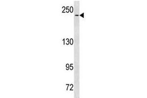 NOTCH3 antibody western blot analysis in HeLa lysate. (NOTCH3 抗体  (AA 2291-2321))
