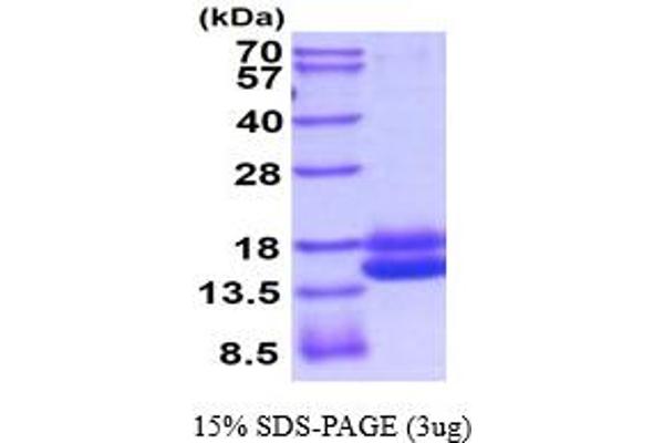CST3 Protein (AA 21-140) (His tag)