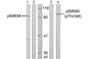 Western blot analysis of extract from HeLa cells, untreated or treated with PMA (200nM, 30min), using p90RSK (Ab-348) antibody (E021135, Lane 1 and 2) and p90RSK (phospho-Thr348) antibody (E011105, Lane 3 and 4). (RPS6KA3 抗体  (pThr348))
