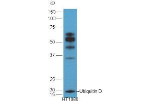 HT1080 lysates probed with Anti-Ubiquitin D Polyclonal Antibody  at 1:5000 90min in 37˚C. (UBD 抗体  (AA 55-165))