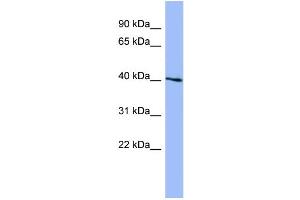 WB Suggested Anti-SGK1  Antibody Titration: 0. (SGK1 抗体  (N-Term))
