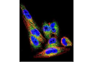 Confocal immunofluorescent analysis of TI Antibody (N-term) (ABIN390664 and ABIN2840958) with  cell followed by Alexa Fluor 488-conjugated goat anti-rabbit lgG (green). (TIMP1 抗体  (N-Term))