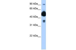 WB Suggested Anti-FICD Antibody Titration: 0.