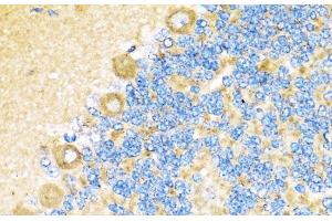 Immunohistochemistry (Paraffin-embedded Sections) (IHC (p)) image for anti-Cytochrome C Oxidase Subunit VIa Polypeptide 1 (COX6A1) antibody (ABIN7260863)