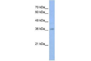MYB antibody used at 0.