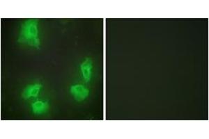 Immunofluorescence analysis of HeLa cells, using CDK5R1 Antibody. (CDK5R1 抗体  (AA 11-60))