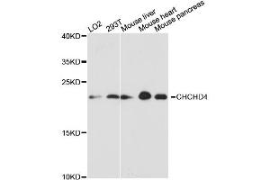 Western blot analysis of extracts of various cell lines, using CHCHD4 antibody (ABIN6292388) at 1:3000 dilution. (CHCHD4 抗体)