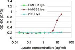 HMGB2 293T overexpression lysate (non-denatured) was used as an analyte. (HMGB2 (人) Matched Antibody Pair)