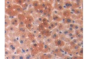 Detection of PGP in Mouse Liver Tissue using Polyclonal Antibody to Phosphoglycolate Phosphatase (PGP)