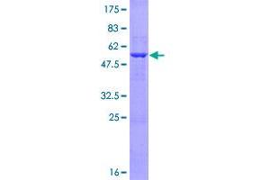 Lin-7 Homolog A (LIN7A) (AA 1-233) protein (GST tag)