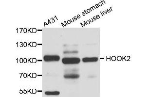 Western blot analysis of extract of various cells, using HOOK2 antibody. (HOOK2 抗体)