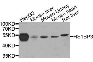 Western blot analysis of extracts of various cell lines, using HS1BP3 antibody. (HS1BP3 抗体)