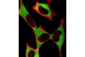 Immunofluorescent analysis of 4 % paraformaldehyde-fixed, 0. (STMN2 抗体  (AA 82-116))