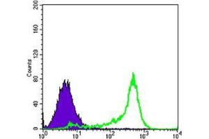 Flow cytometric analysis of 3T3L1 cells using BCL-2 mouse mAb (green) and negative control (purple). (Bcl-2 抗体)