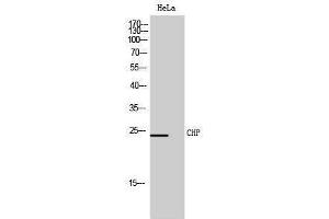 Western Blotting (WB) image for anti-Calcium Binding Protein P22 (CHP) (Internal Region) antibody (ABIN3174393) (CHP 抗体  (Internal Region))
