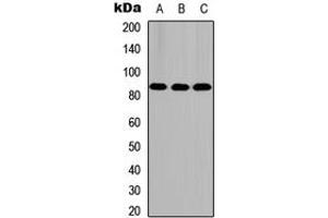 Western blot analysis of FASTKD5 expression in HEK293T (A), NS-1 (B), PC12 (C) whole cell lysates.